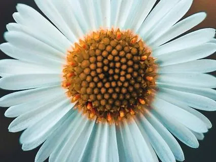 Release, Reintegrate & Heal