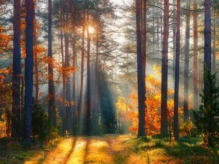 Release & Renew | Fall Relaxation, Surrender & Peace