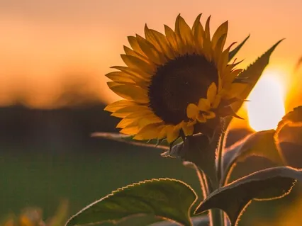 Release Self Doubt With Light Language 