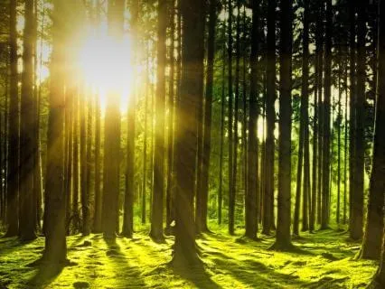 Release Shoulder Tension: 5-Minute Forest Moss Meditation