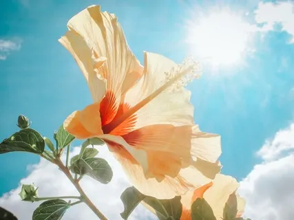 Release Subconscious Blockages (639Hz)