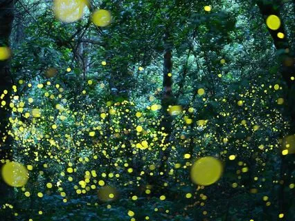 Release Tension, Stress And Dance With The Fireflies