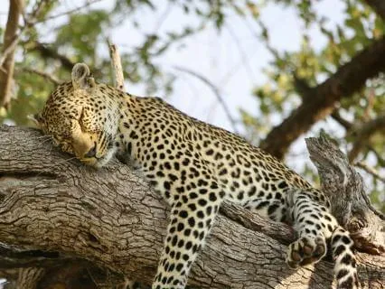 Release The Day & Let Your Heart Rest | 8 H Sleep Meditation