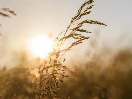 Release The Panic: Paired Muscle Relaxation