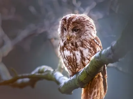 Release & Restore: A Gentle Bedtime Relaxation