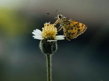 Release Trauma Signals - Abandonment