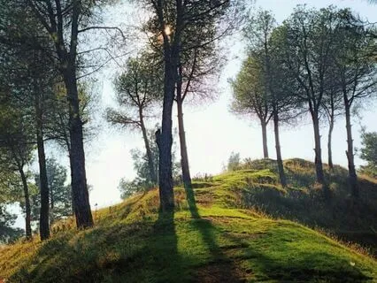 Release Trauma Signals - Anxiety