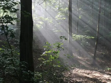 Release Trauma Signals - Crying