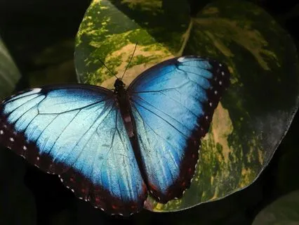 Release Trauma Signals - Defensiveness