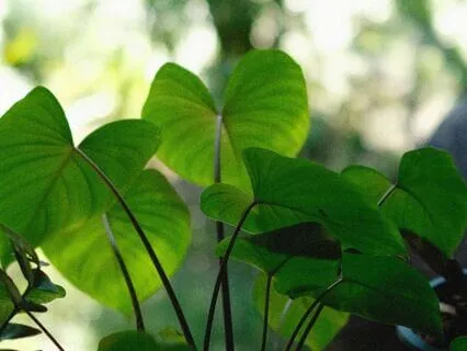 Release Trauma Signals - Failure