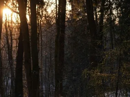 Release Trauma Signals - Forlorn Sadness