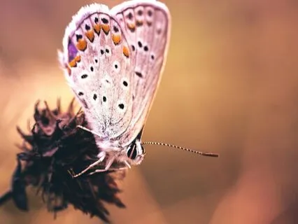 Release Trauma Signals - Insecurity