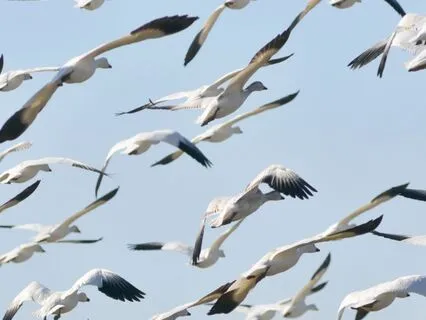 Release Trauma Signals - Panic