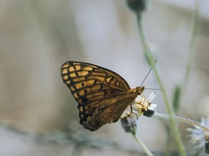 Release Trauma Signals - Sadness