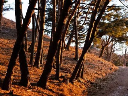 Release Trauma Signals - Self-Abuse