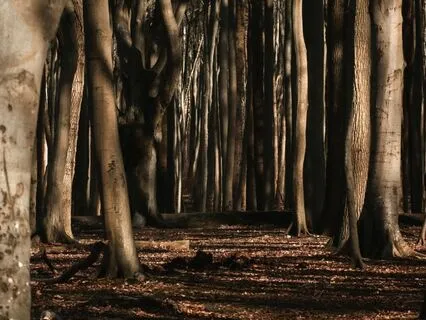 Release Trauma Signals - Stubbornness