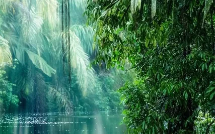 Release Your Worries As You Walk Through The Rainforest Meditation