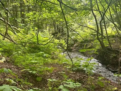 Release Your Worries In Nature