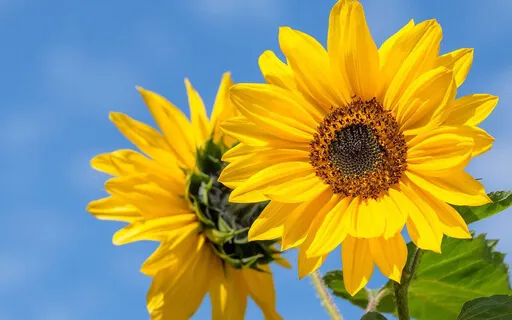 Releasing Ancestral Lack/Scarcity Transmission.