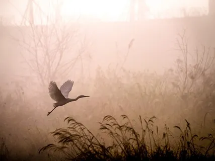 Releasing & Dreaming Walking Meditation