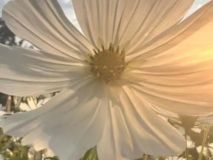Releasing Attachment Wounds - Meditation