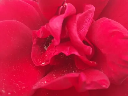 Releasing Disappointment And Shame With Laughter