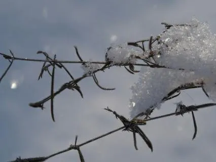 Releasing Fear: A Tree Meditation For Letting Go