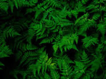 Releasing Fear & Insecurity: Green Tara Mantra