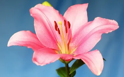 Releasing Grief And Sadness