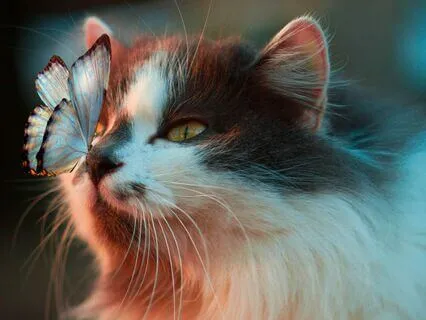 Releasing Guilt - Powerful Affirmations