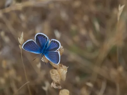 Releasing Ill Will With Loving-Kindness