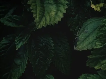 Releasing Inner Conflict With 528Hz