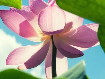 Releasing Jaw Tension II