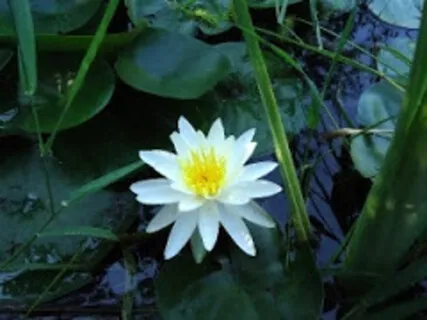 Releasing Jaw Tension