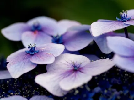 Releasing Judgements