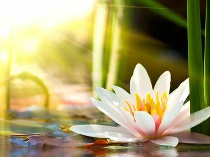 Releasing Lack And Scarcity (Inspired By Goddess Lakshmi)