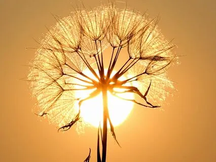 Releasing Limiting Labels