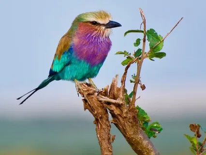 Releasing Negative Ties With Archangel Michael