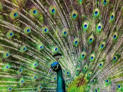 Release Fear With The Arcturian Freedom Frequency AFF