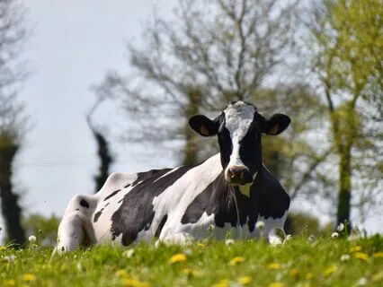 Releasing Our Cows - A Buddhist Reflection