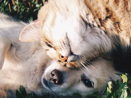 Releasing Resistance: Chakra Cleanse