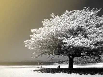 Releasing Sadness | Heal Through Soft Acceptance