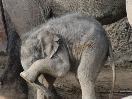 Releasing Shame With The Mantra Om Namah Shivaya