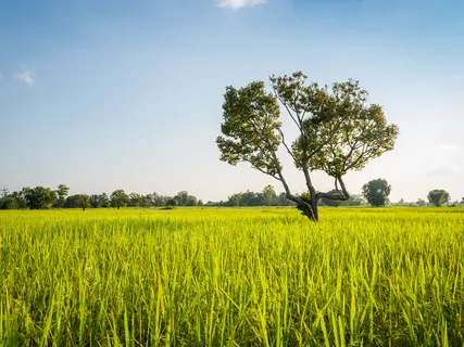 Releasing Tension: Middle Back