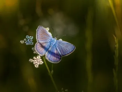 Releasing The Past: Unbinding, Blossoming, And Becoming