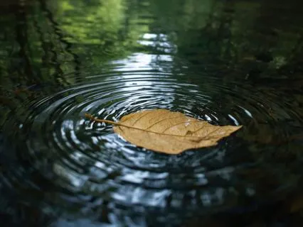 Releasing The Struggle - Leaf Lessons