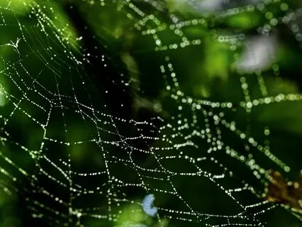 Releasing The Web Of Thinking