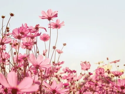 Releasing The Wounds Of Your Cosmic Heart