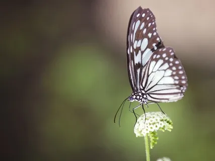 Releasing Visualisation