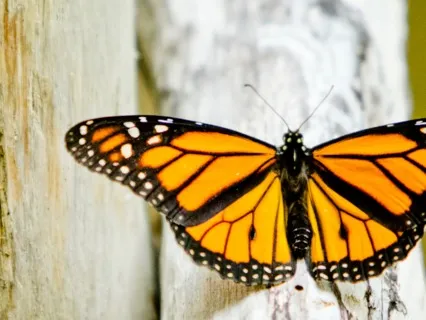 Releasing Your Social Media Obsession EFT Tapping Meditation